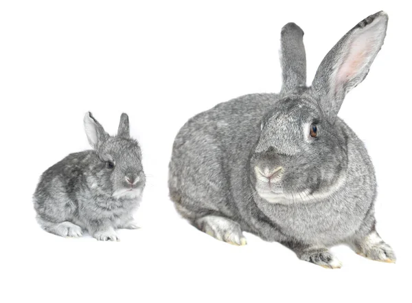 Grey big rabbit — Stock Photo, Image