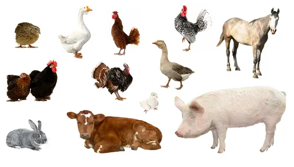 Livestock — Stock Photo, Image
