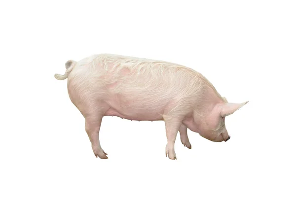Свинья, на белом фоне — стоковое фото