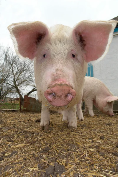 흰색 바탕에 돼지 — 스톡 사진
