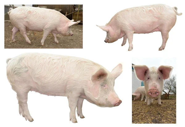 Cerdo, sobre un fondo blanco —  Fotos de Stock