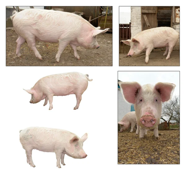 Свинья на ферме — стоковое фото