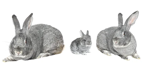 Сірий великий кролик — стокове фото
