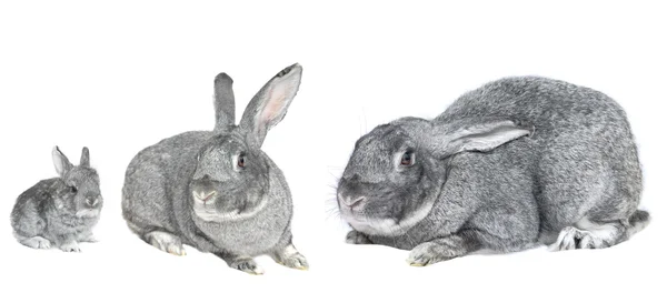 Conejo grande gris —  Fotos de Stock