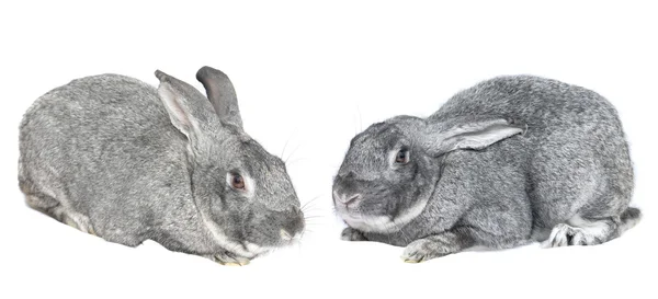 Сірий великий кролик — стокове фото