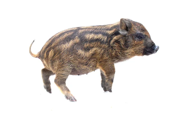 Μικρό γουρούνι — Φωτογραφία Αρχείου