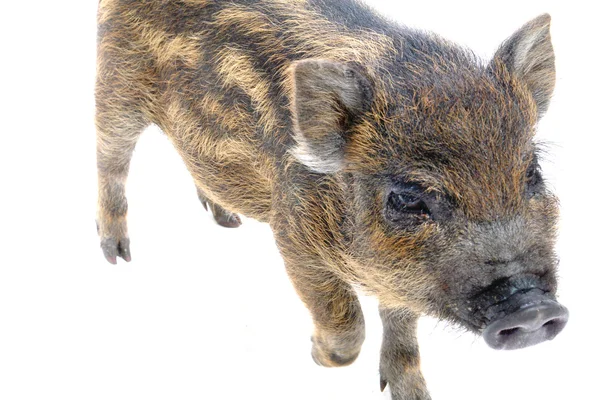 Schwein klein — Stockfoto