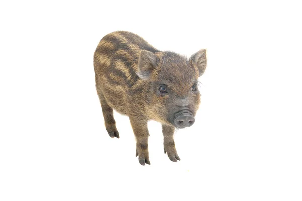 작은 돼지 — 스톡 사진