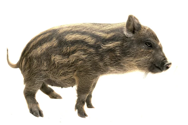 Küçük domuz — Stok fotoğraf