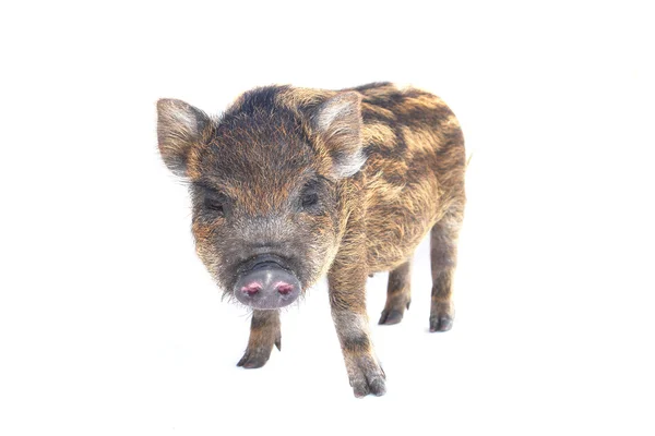 Μικρό γουρούνι — Φωτογραφία Αρχείου