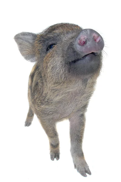 Pig small — Stock Photo, Image