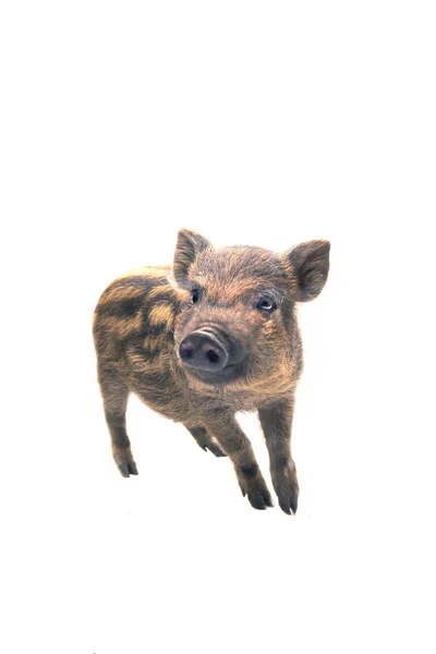 Свинья маленькая — стоковое фото