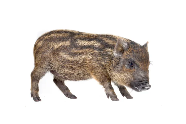 Schwein klein — Stockfoto