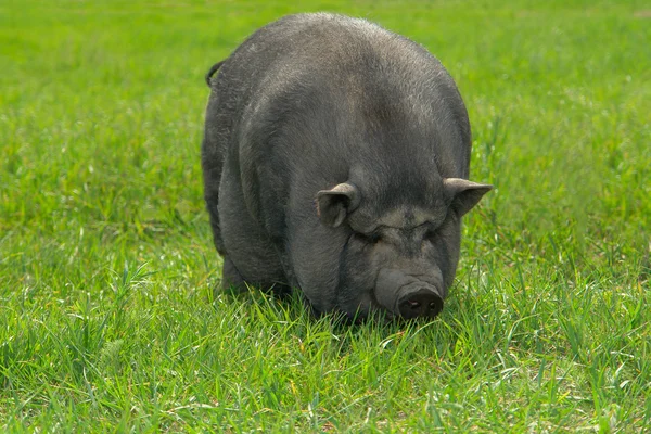 Schwein groß — Stockfoto