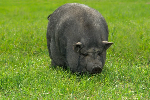 stock image Pig big