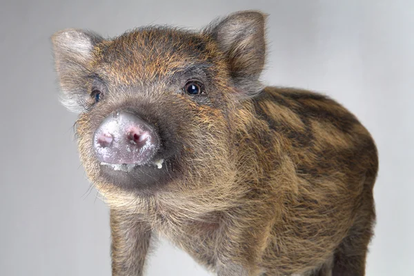 Porco pequeno — Fotografia de Stock