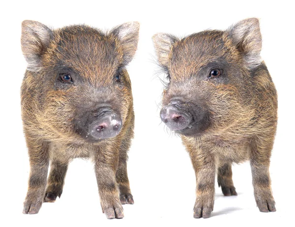Cerdo pequeño — Foto de Stock