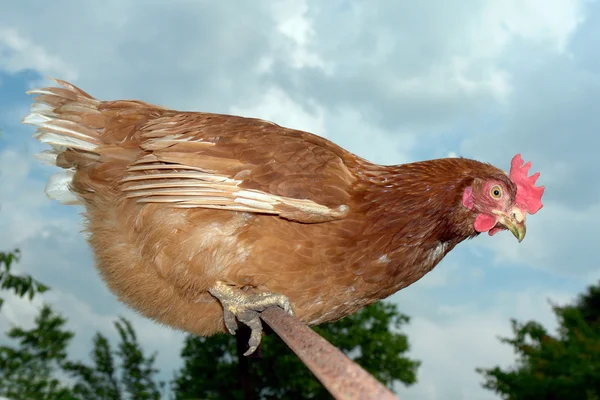 Brown hen — Fotografie, imagine de stoc