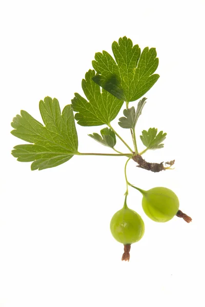 Ripe gooseberry with leaf on — Stock Photo, Image