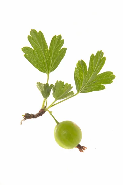 :Gooseberry matang dengan daun di — Stok Foto