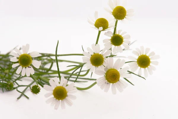 stock image Medical camomile