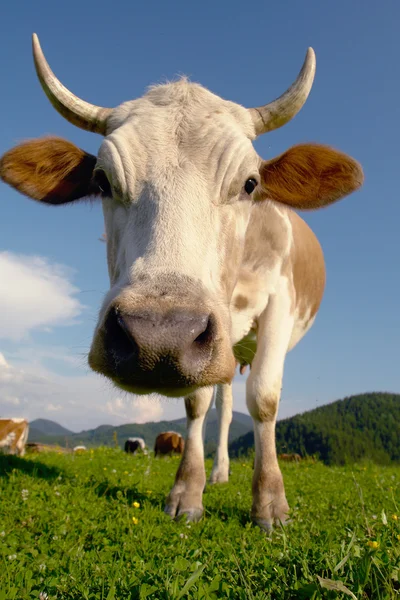 Krowa na zielonym tle — Zdjęcie stockowe