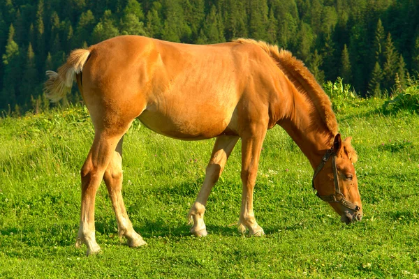 Hästar — Stockfoto