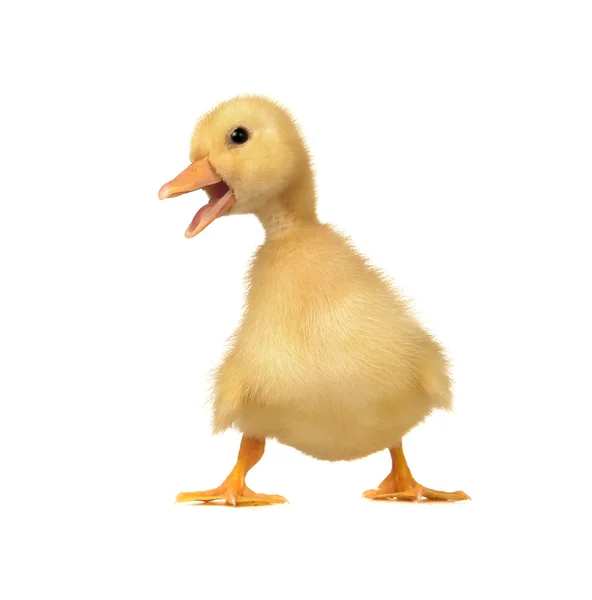 :白色背景的鸭子 — 图库照片