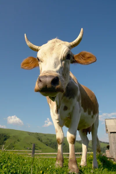Vaca em um fundo verde — Fotografia de Stock
