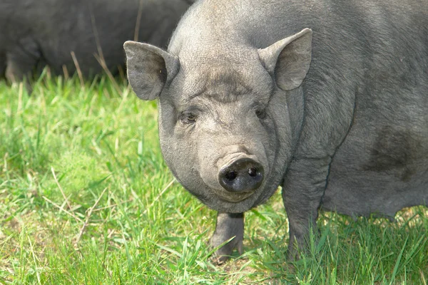 Schwein groß — Stockfoto