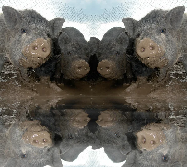 Pig big — Stock Photo, Image