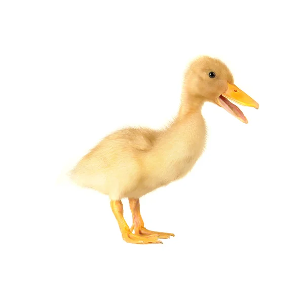 白色背景的鸭子 — 图库照片