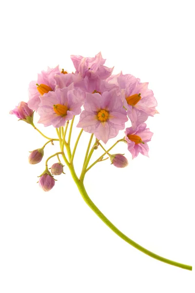 Flowers of potato — Stock Photo, Image