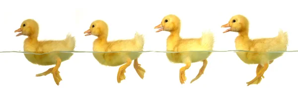 Four duck — Stock Photo, Image