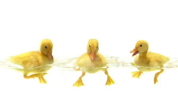 Stock image Three duck