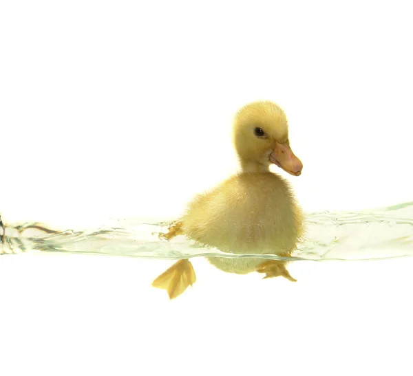 stock image Duck