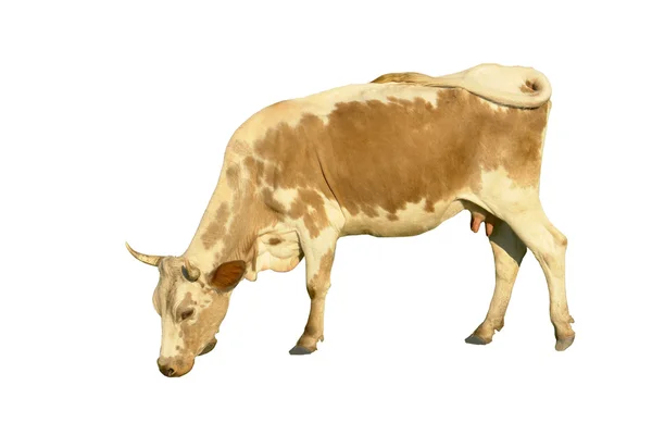 Корова на білому тлі — стокове фото