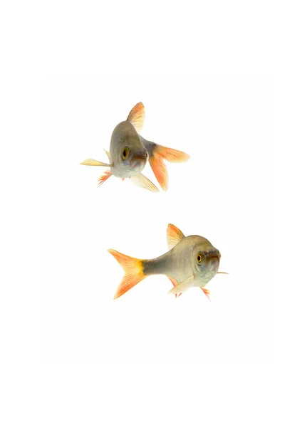 Fish roach, — Stock Photo, Image
