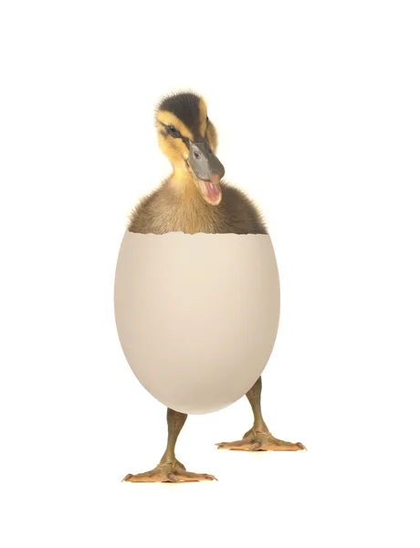 Beyaz bir arka plan üzerinde yumurta ördek — Stok fotoğraf