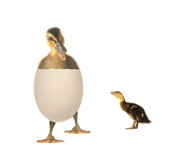 Beyaz bir arka plan üzerinde yumurta ördek — Stok fotoğraf