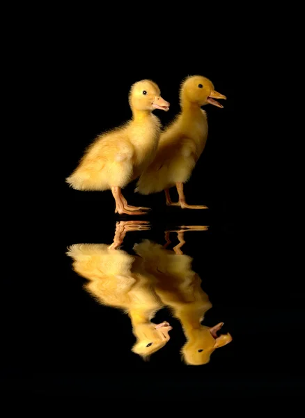 Dois pato — Fotografia de Stock