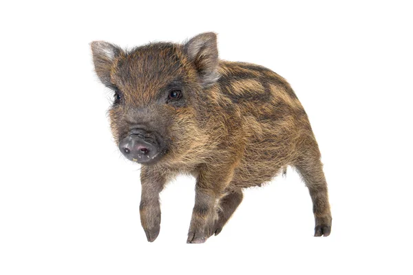 Pig small — Stock Photo, Image