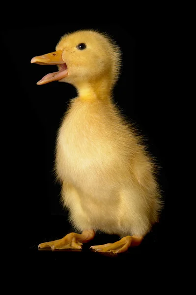 Duck on a black background — Stock Photo, Image