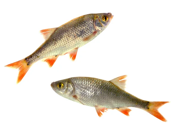 Two fish roach, — Stock Photo, Image