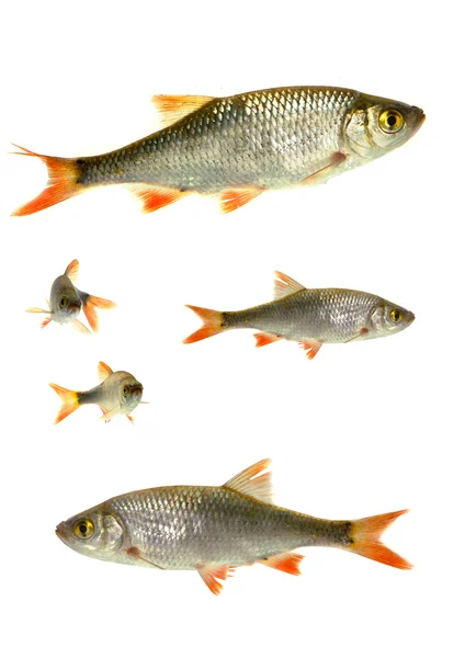 Dos cucarachas de pescado , — Foto de Stock