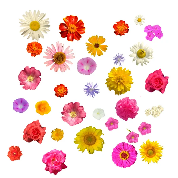 Flores Julio —  Fotos de Stock