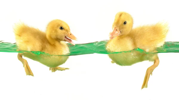 stock image Two duck