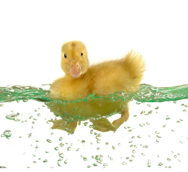 Duck — Stock Photo, Image