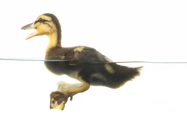 Stock image Swimming nestling of duck on white background