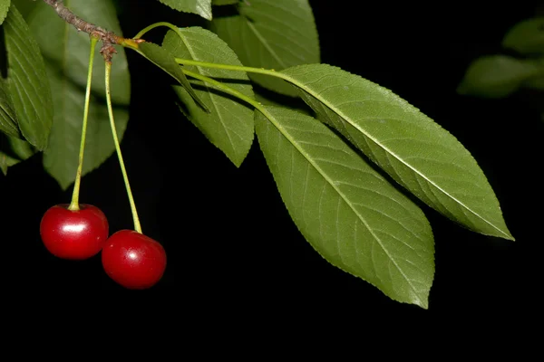 Červené cherry — Stock fotografie